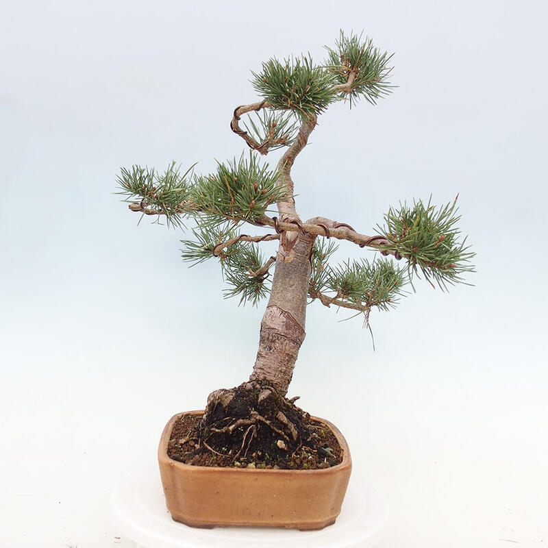 Bonsai im Freien - Pinus Sylvestris - Waldkiefer