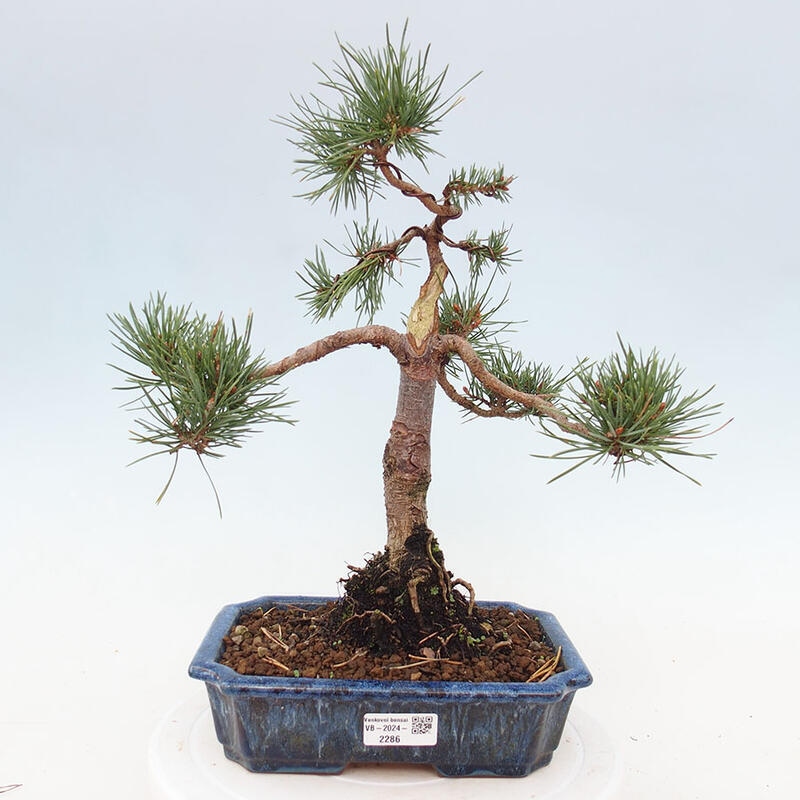 Bonsai im Freien - Pinus Sylvestris - Waldkiefer