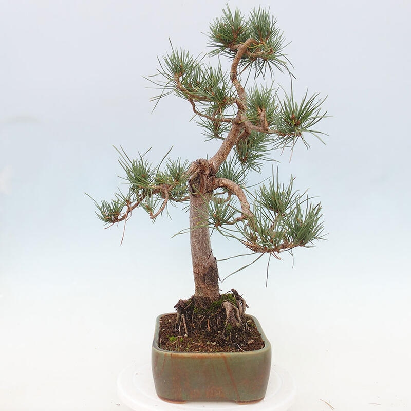 Bonsai im Freien - Pinus Sylvestris - Waldkiefer