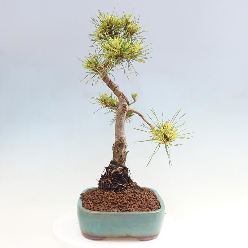 Bonsai im Freien - Pinus Sylvestris - Waldkiefer