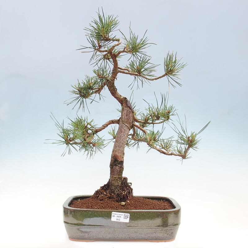 Bonsai im Freien - Pinus Sylvestris - Waldkiefer