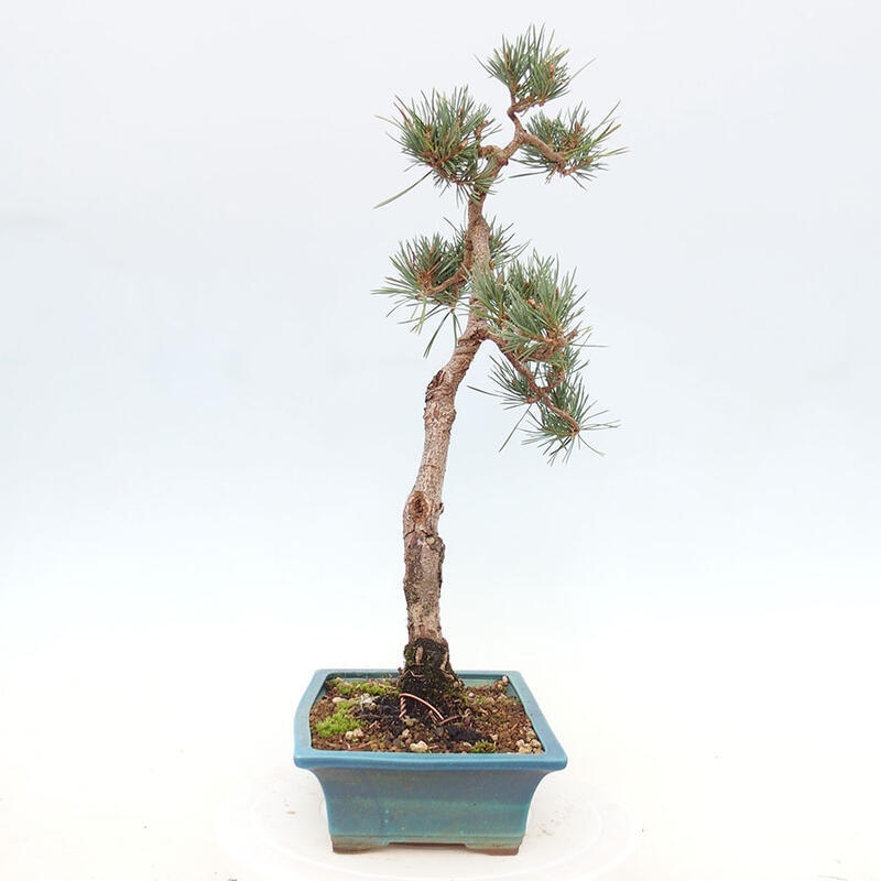 Bonsai im Freien - Pinus Sylvestris - Waldkiefer