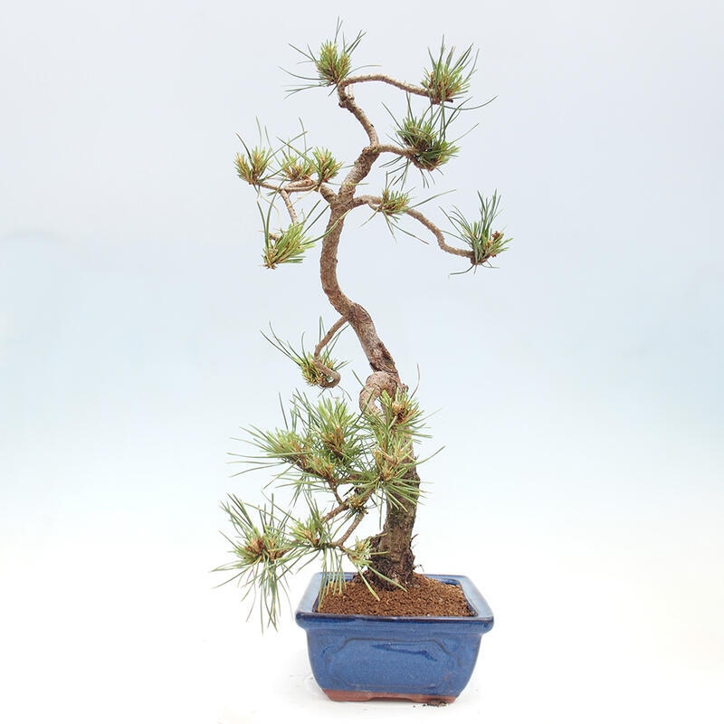 Bonsai im Freien - Pinus Sylvestris - Waldkiefer