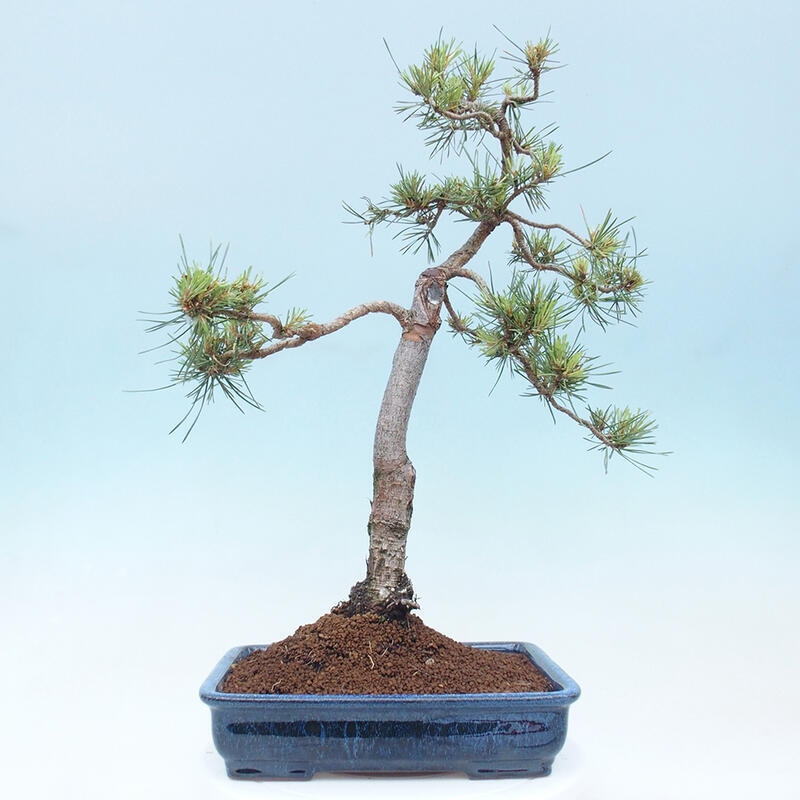 Bonsai im Freien - Pinus Sylvestris - Waldkiefer