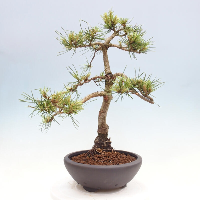 Bonsai im Freien - Pinus Sylvestris - Waldkiefer