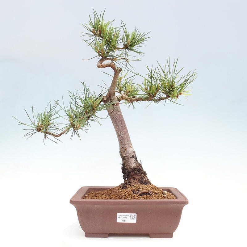 Bonsai im Freien - Pinus Sylvestris - Waldkiefer