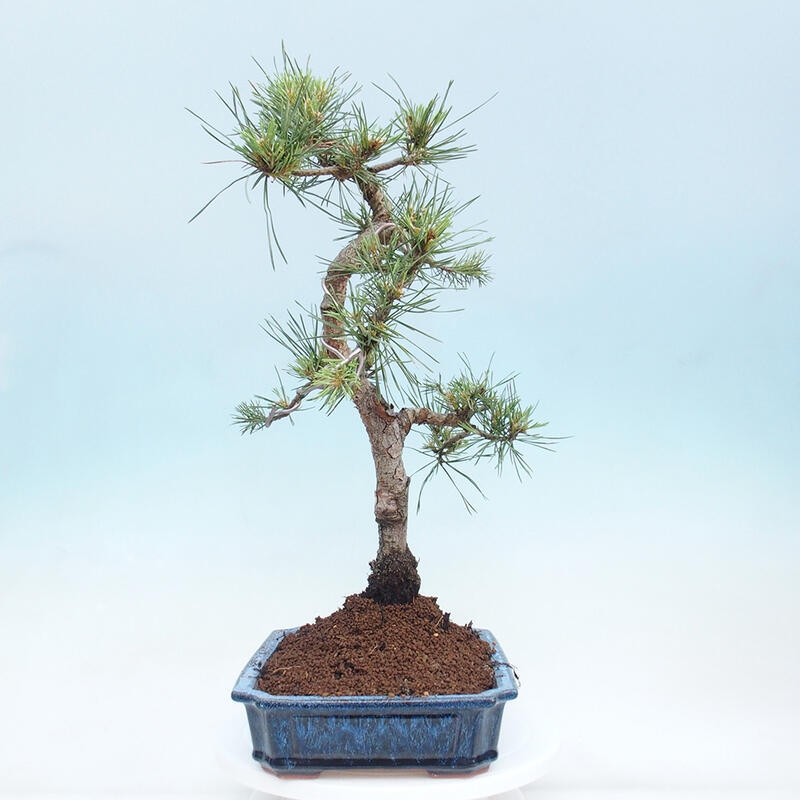 Bonsai im Freien - Pinus Sylvestris - Waldkiefer