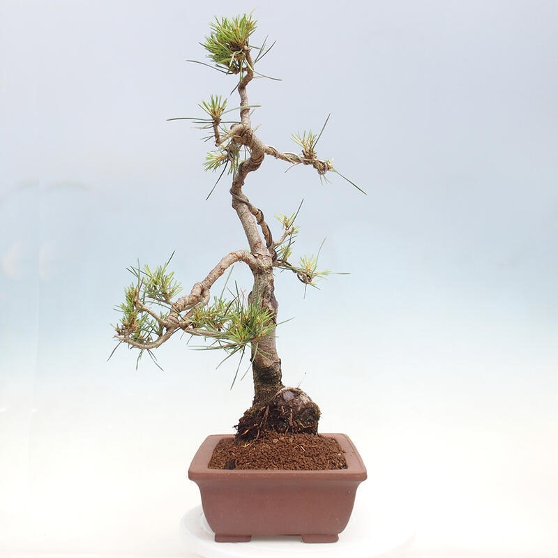 Bonsai im Freien - Pinus Sylvestris - Waldkiefer