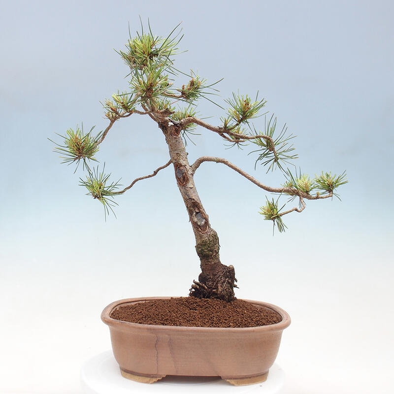 Bonsai im Freien - Pinus Sylvestris - Waldkiefer