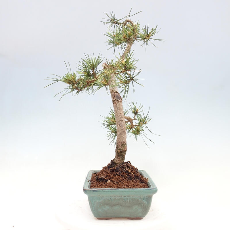 Bonsai im Freien - Pinus Sylvestris - Waldkiefer