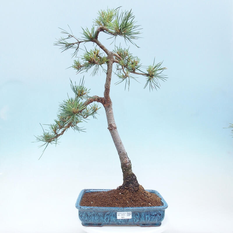 Bonsai im Freien - Pinus Sylvestris - Waldkiefer