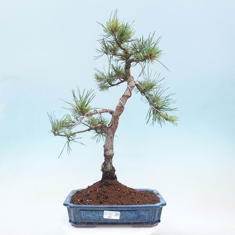 Bonsai im Freien - Pinus Sylvestris - Waldkiefer