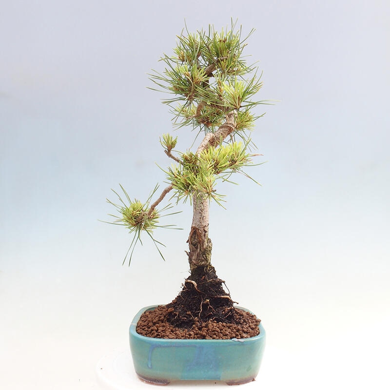 Bonsai im Freien - Pinus Sylvestris - Waldkiefer