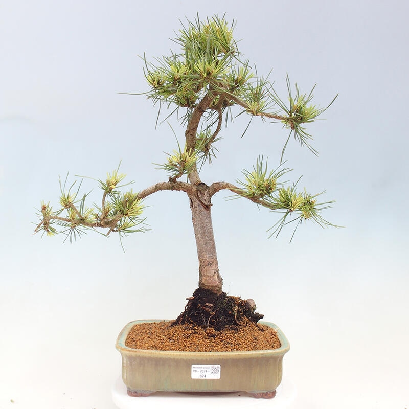 Outdoor bonsai - Pinus Sylvestris Watererri - Forest pine