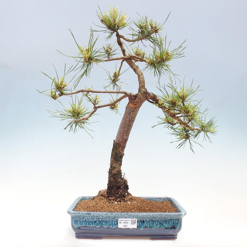 Bonsai im Freien - Pinus Sylvestris - Waldkiefer