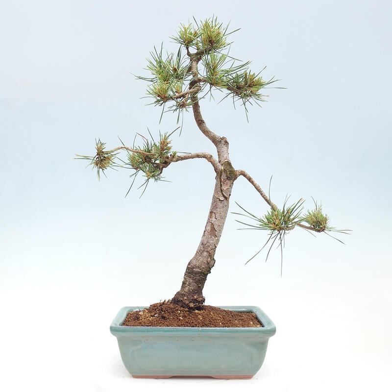 Bonsai im Freien - Pinus Sylvestris - Waldkiefer