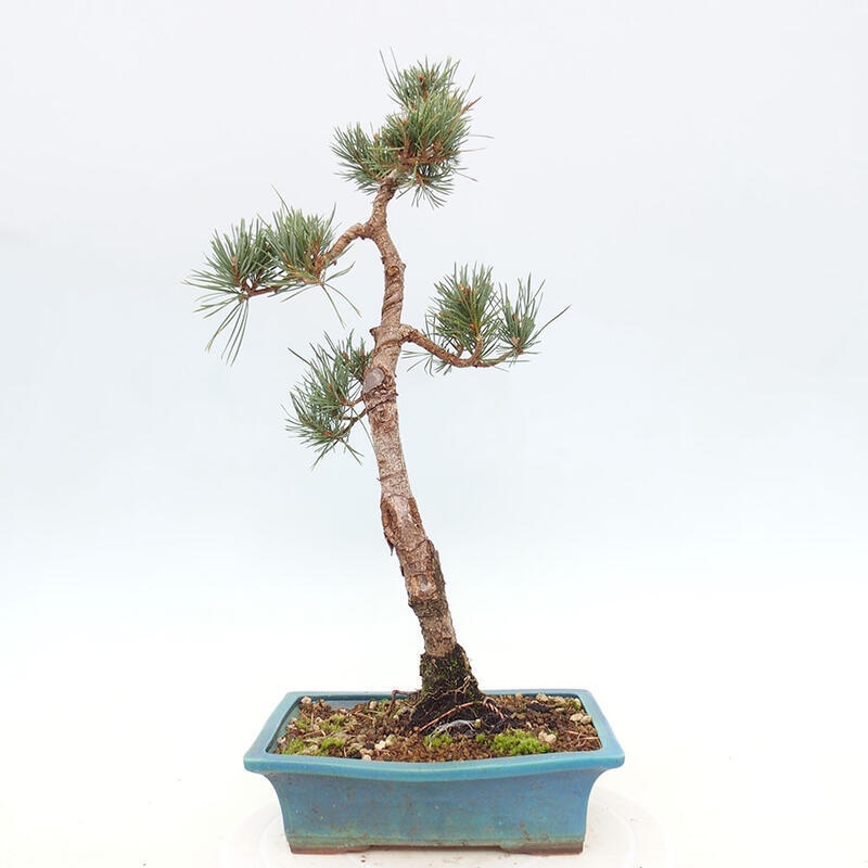 Bonsai im Freien - Pinus Sylvestris - Waldkiefer