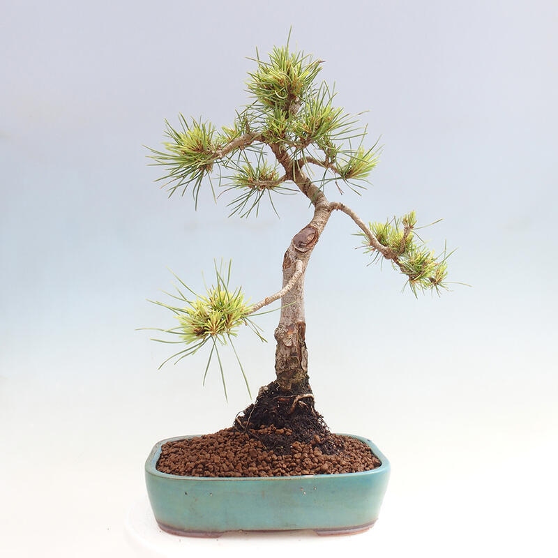 Bonsai im Freien - Pinus Sylvestris - Waldkiefer