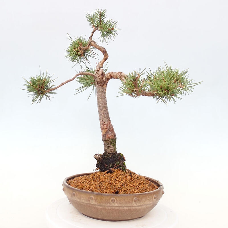 Bonsai im Freien - Pinus Sylvestris - Waldkiefer