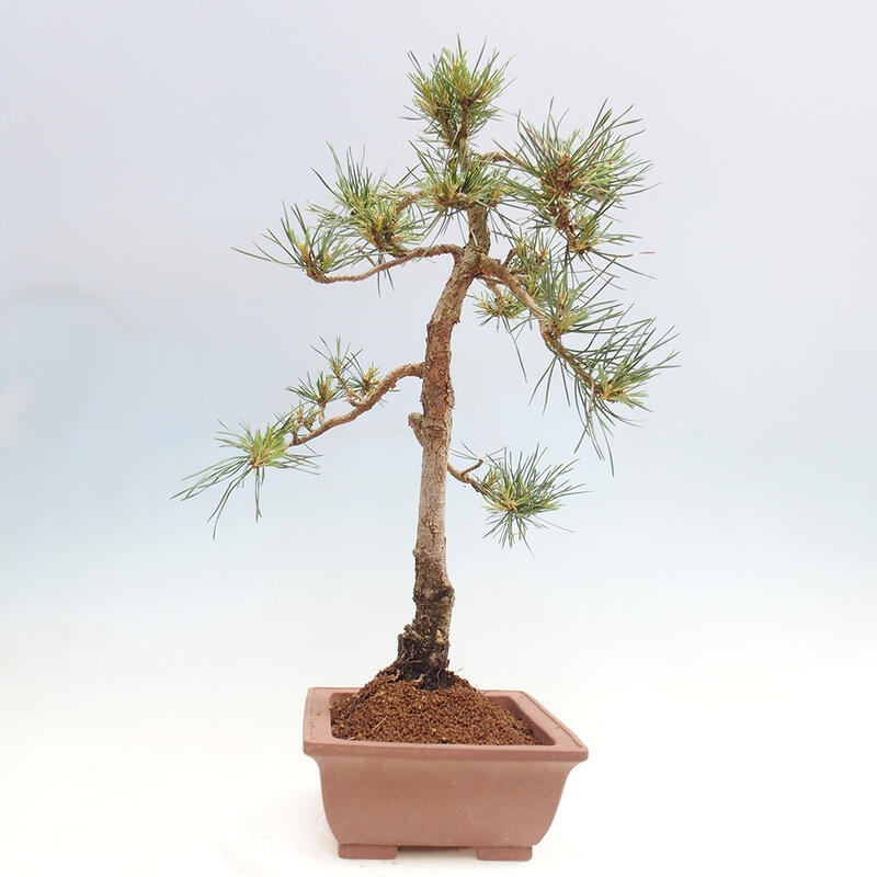 Bonsai im Freien - Pinus Sylvestris - Waldkiefer