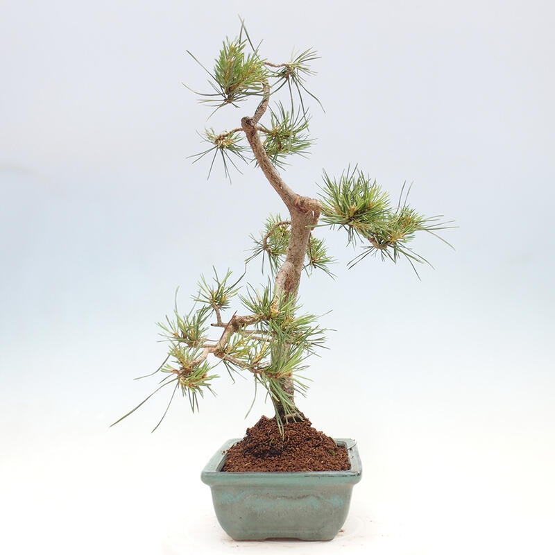 Bonsai im Freien - Pinus Sylvestris - Waldkiefer