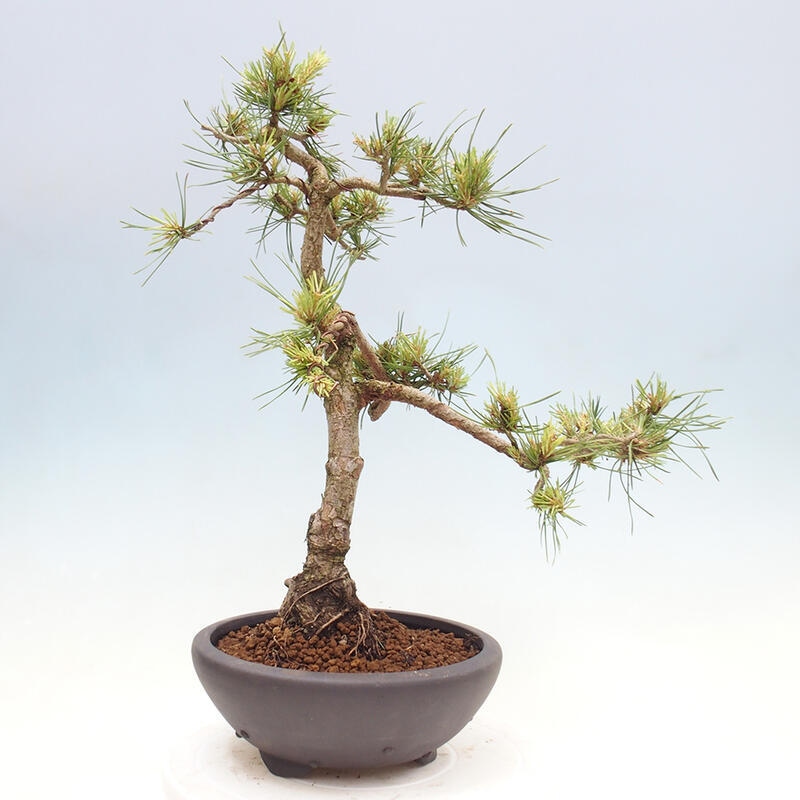 Bonsai im Freien - Pinus Sylvestris - Waldkiefer