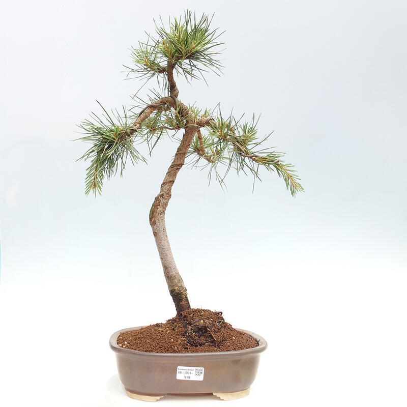 Bonsai im Freien - Pinus Sylvestris - Waldkiefer