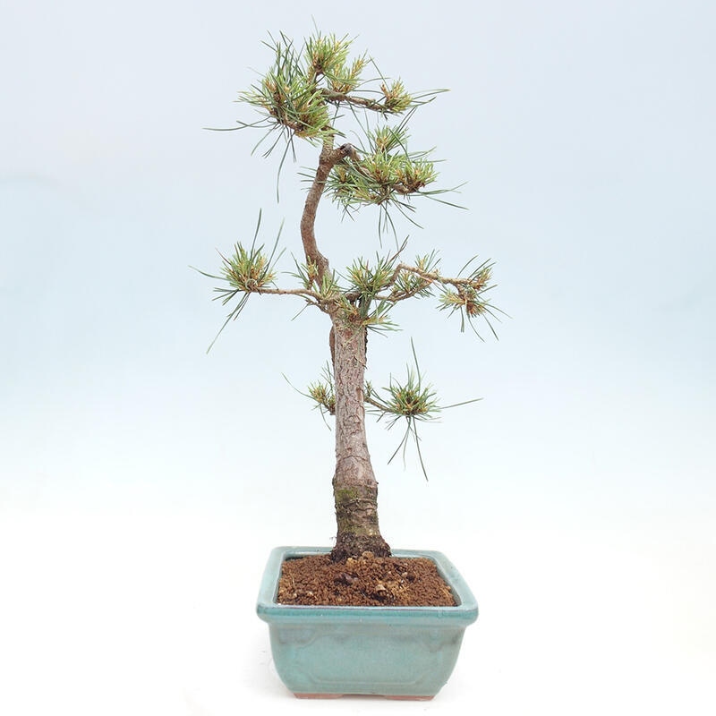 Bonsai im Freien - Pinus Sylvestris - Waldkiefer