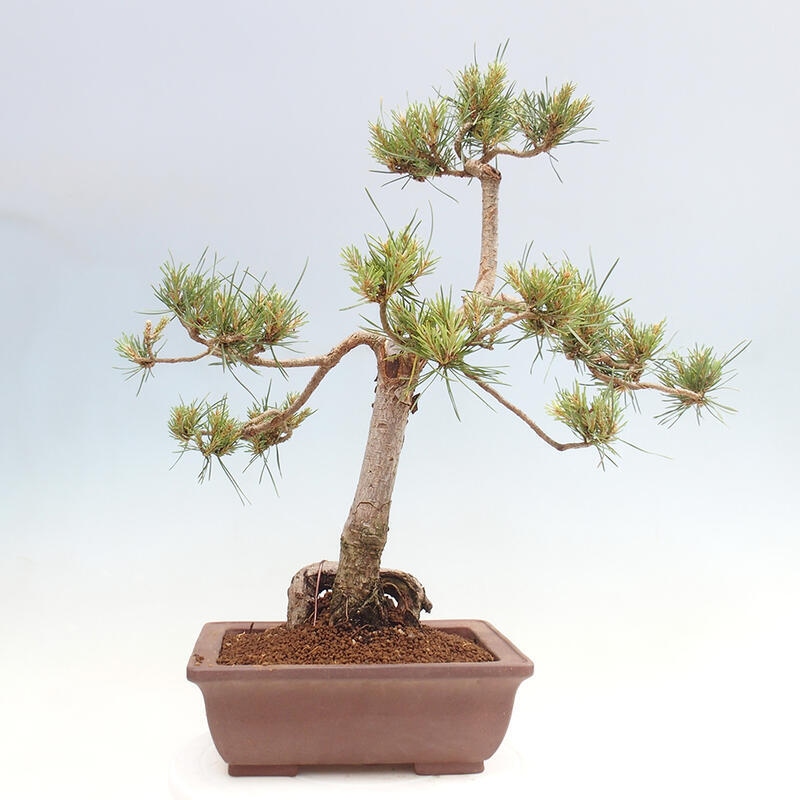 Bonsai im Freien - Pinus Sylvestris - Waldkiefer