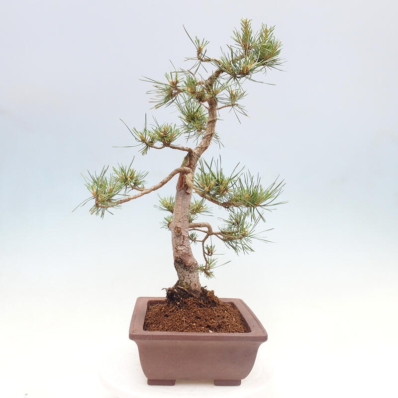 Bonsai im Freien - Pinus Sylvestris - Waldkiefer