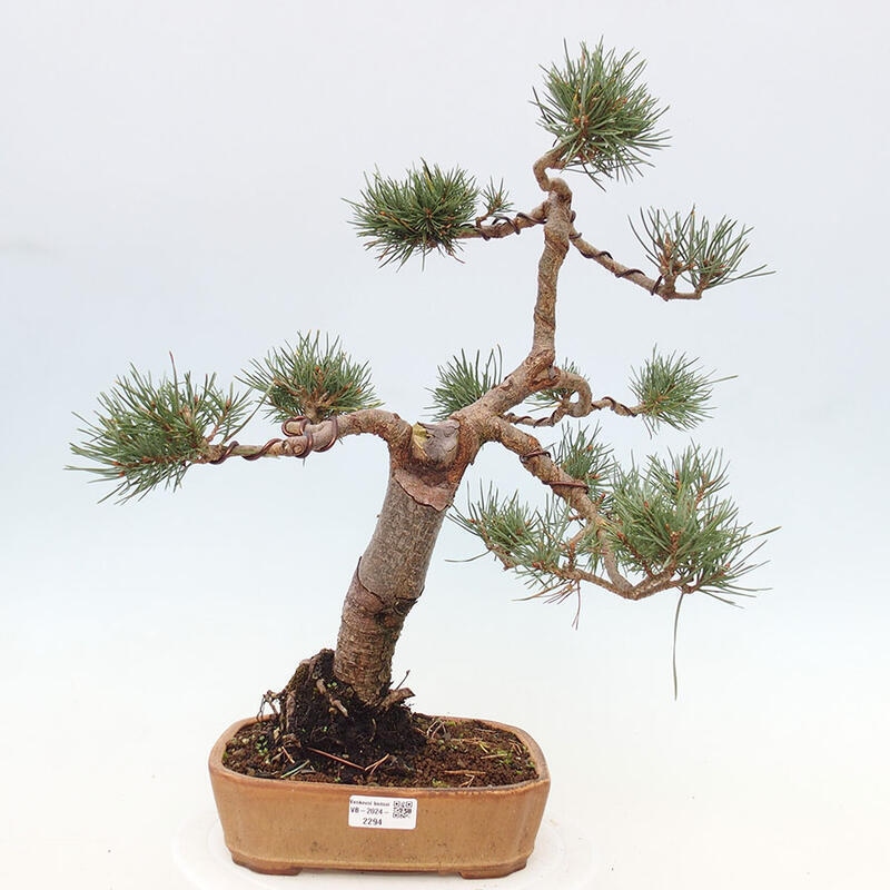 Bonsai im Freien - Pinus Sylvestris - Waldkiefer