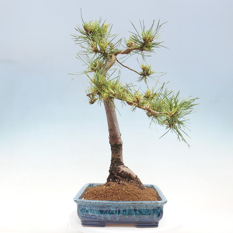 Bonsai im Freien - Pinus Sylvestris - Waldkiefer