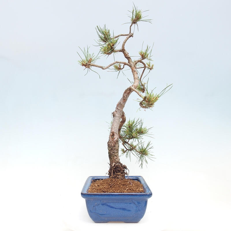 Bonsai im Freien - Pinus Sylvestris - Waldkiefer