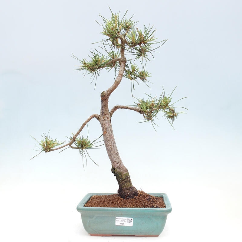 Bonsai im Freien - Pinus Sylvestris - Waldkiefer