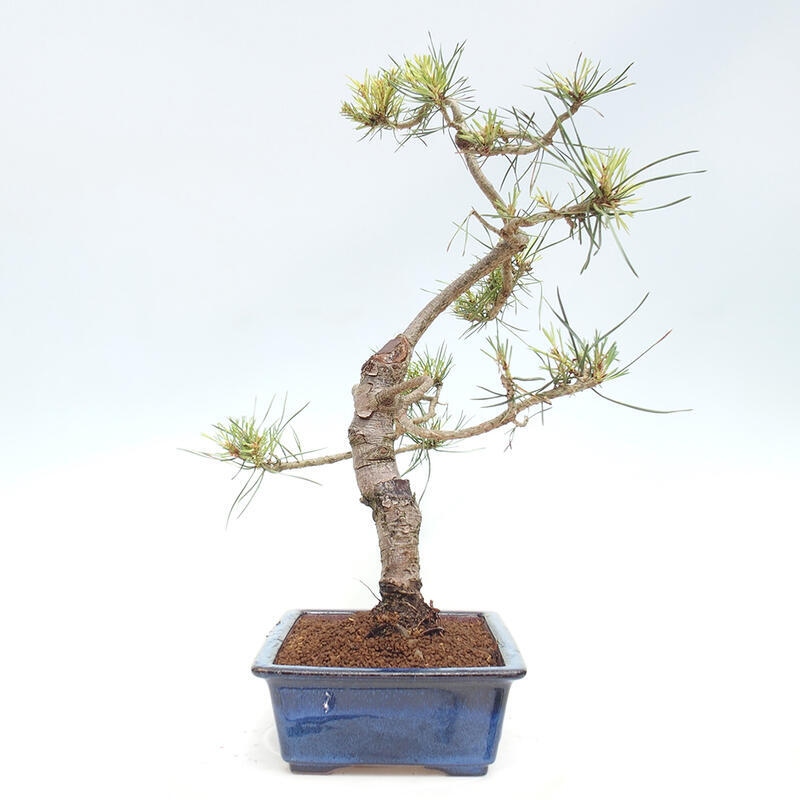 Bonsai im Freien - Pinus Sylvestris - Waldkiefer