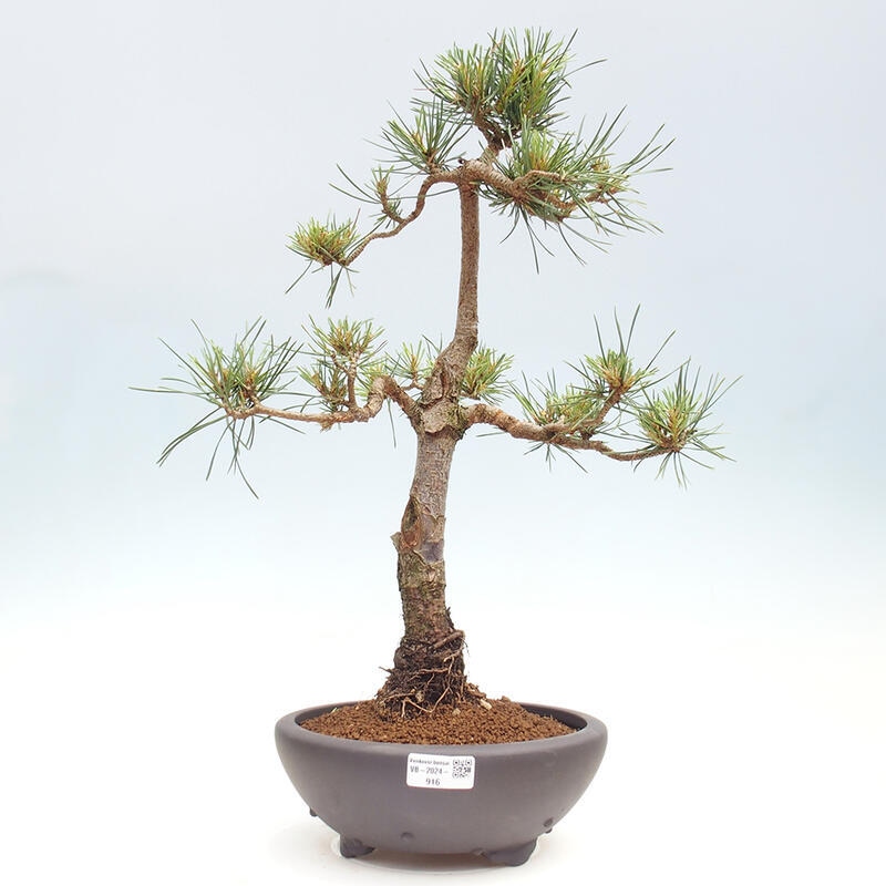 Bonsai im Freien - Pinus Sylvestris - Waldkiefer