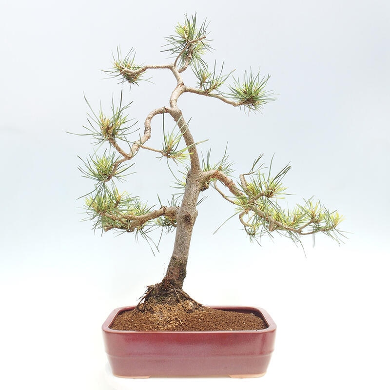 Bonsai im Freien - Pinus Sylvestris - Waldkiefer