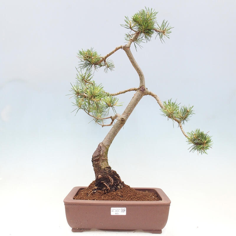 Bonsai im Freien - Pinus Sylvestris - Waldkiefer