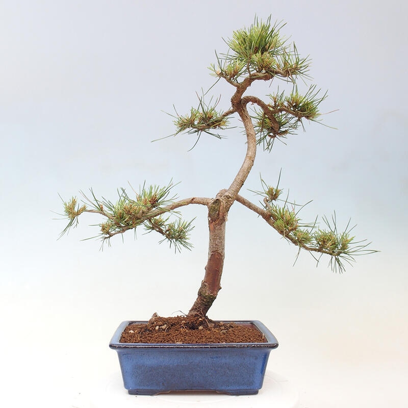 Bonsai im Freien - Pinus Sylvestris - Waldkiefer