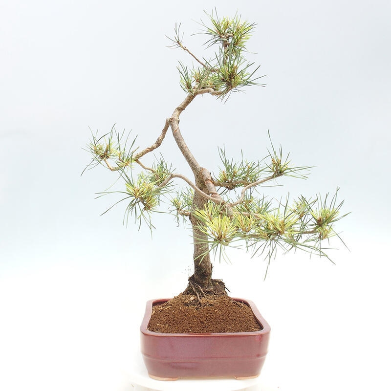 Bonsai im Freien - Pinus Sylvestris - Waldkiefer