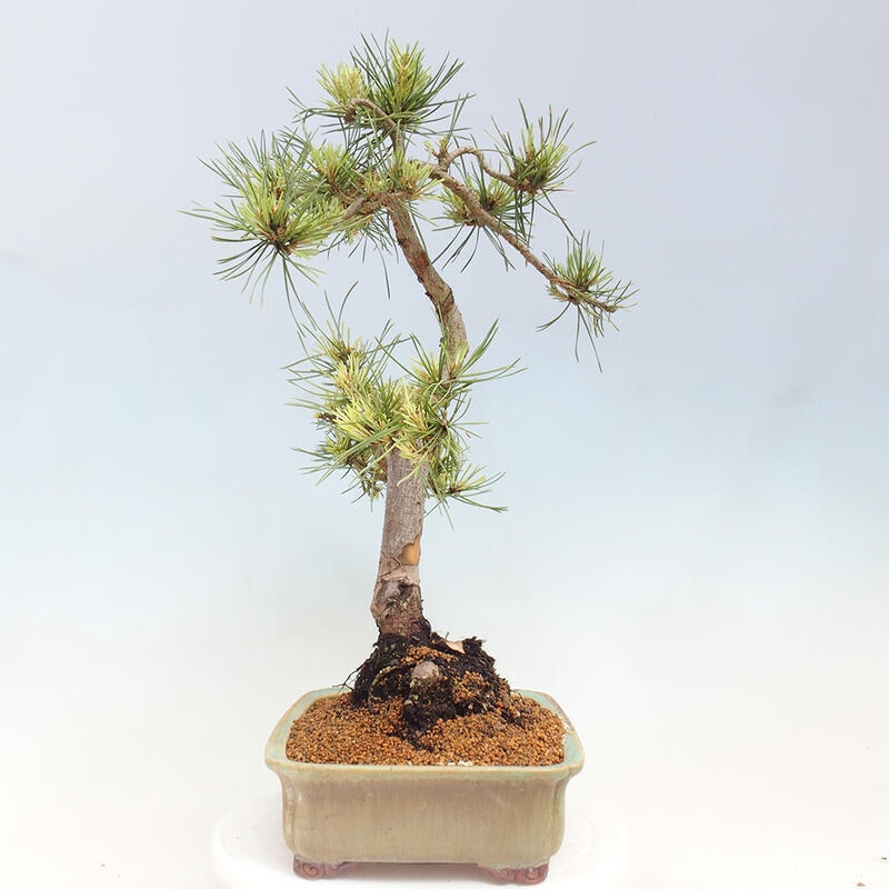 Outdoor bonsai - Pinus Sylvestris Watererri - Forest pine