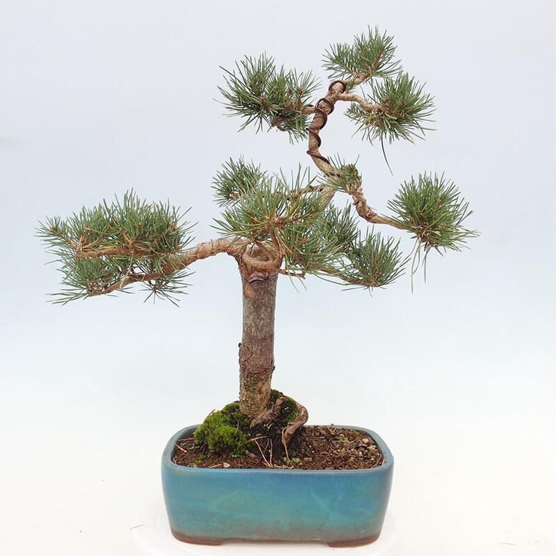 Bonsai im Freien - Pinus Sylvestris - Waldkiefer