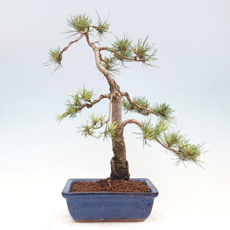 Bonsai im Freien - Pinus Sylvestris - Waldkiefer