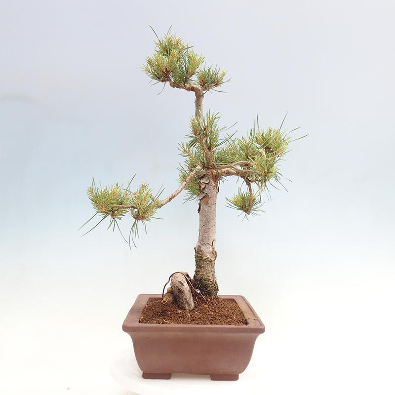 Bonsai im Freien - Pinus Sylvestris - Waldkiefer