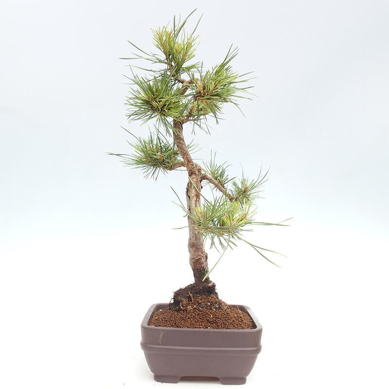 Bonsai im Freien - Pinus Sylvestris - Waldkiefer