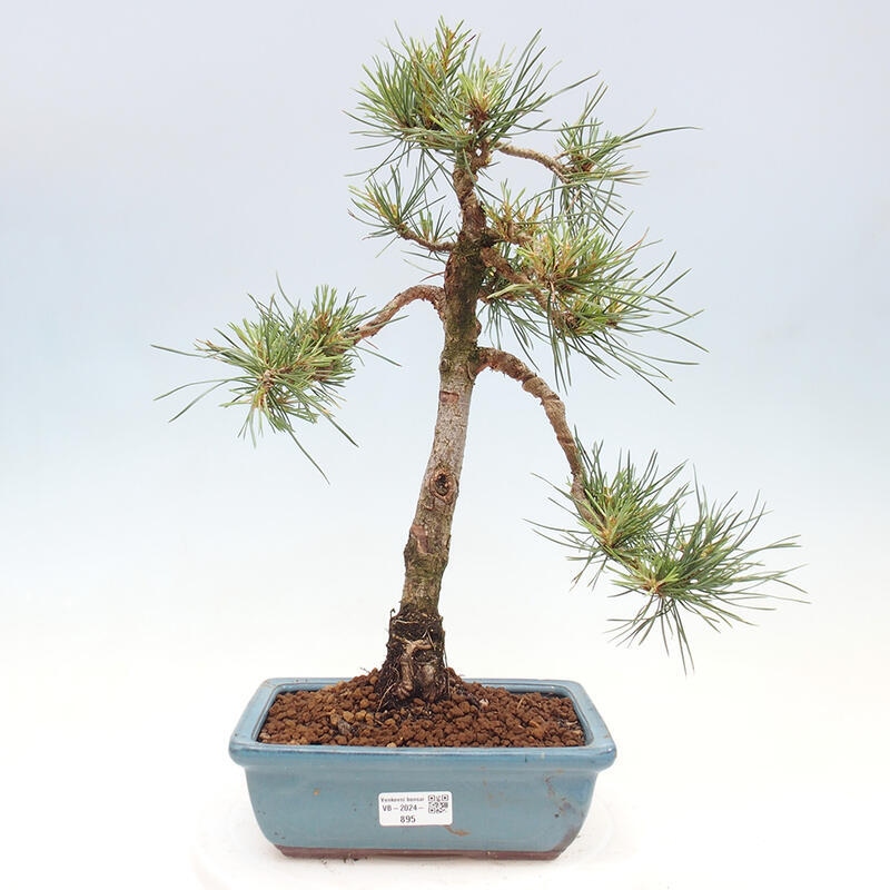 Bonsai im Freien - Pinus Sylvestris - Waldkiefer