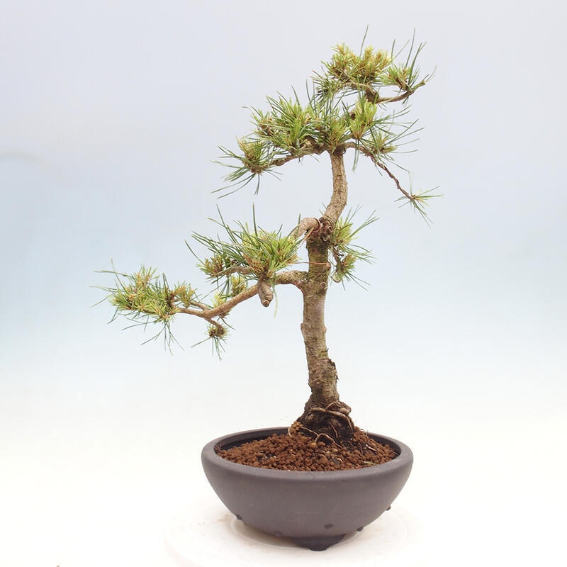 Bonsai im Freien - Pinus Sylvestris - Waldkiefer