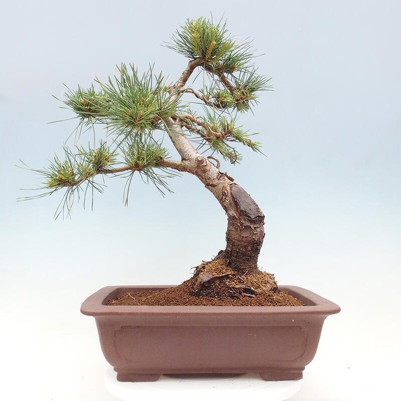 Bonsai im Freien - Pinus Sylvestris - Waldkiefer