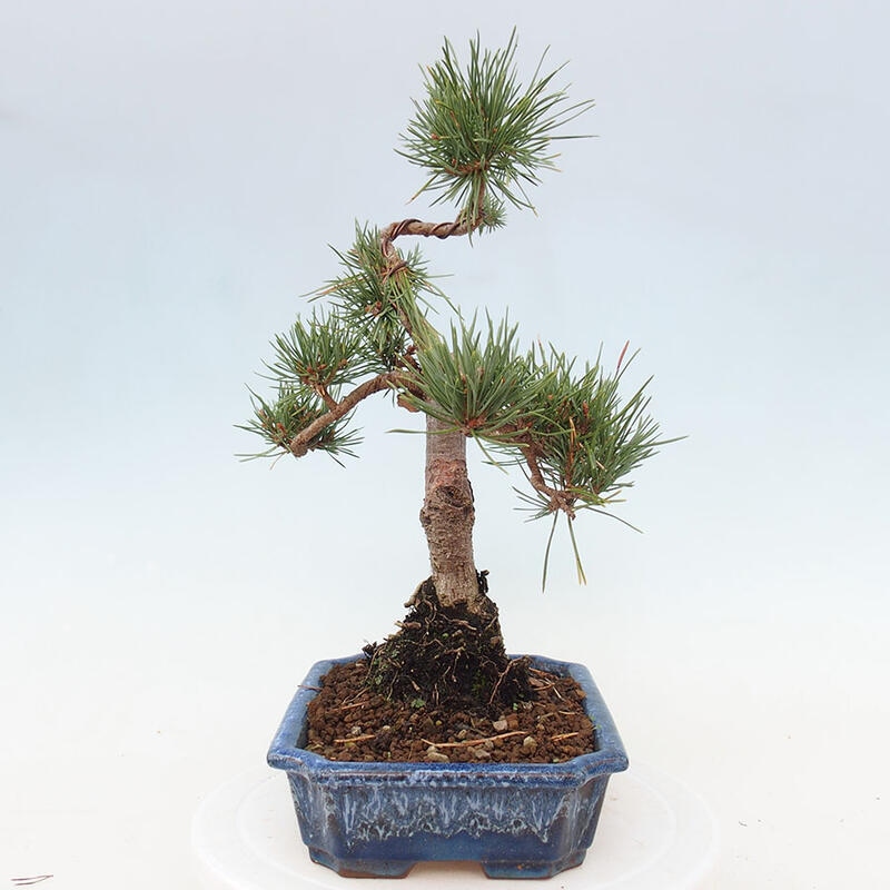 Bonsai im Freien - Pinus Sylvestris - Waldkiefer