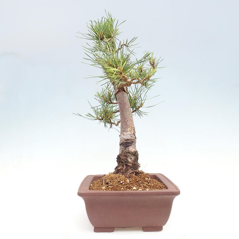 Bonsai im Freien - Pinus Sylvestris - Waldkiefer